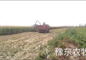 豫东农牧自走式青储机新疆收割现场